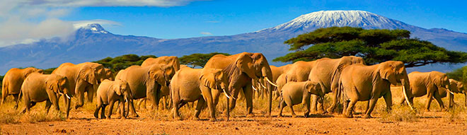 elefants africa