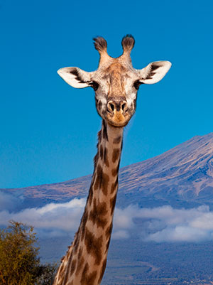 girafa africa